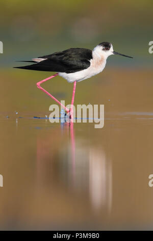 Black-winged Stilt (Himantopus himantopus), maschio adulto in piedi su una gamba singola Foto Stock