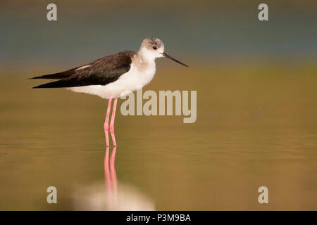 Black-winged Stilt (Himantopus himantopus), maschio adulto in piedi su una gamba singola Foto Stock