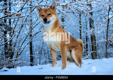 Shiba-Inu nella foresta durante l inverno Foto Stock