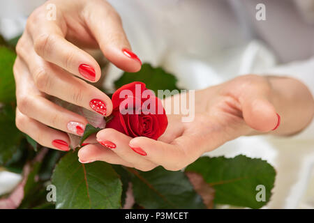 Red Rose nelle femmine di mano curata. Foto Stock