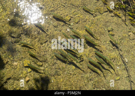 Piccoli pesci nuotare nel lago al Parco Nazionale di Krka in Croazia. Bella giornata estiva con acqua cristallina nel fiume. Nizza, felice all'esterno dell'immagine. Foto Stock