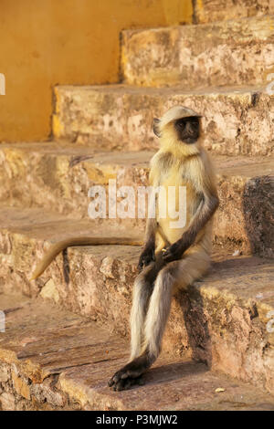 Giovani langur grigio seduta sulle scale in Forte Amber, Jaipur, Rajasthan, India. Langurs grigio sono i più diffusi langurs dell Asia del Sud. Foto Stock