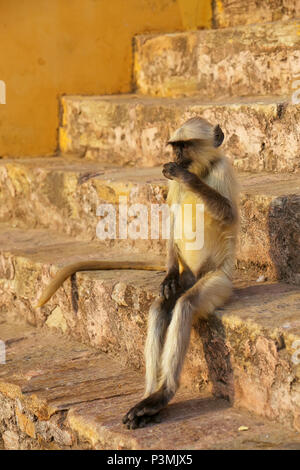 Giovani langur grigio seduta sulle scale in Forte Amber, Jaipur, Rajasthan, India. Langurs grigio sono i più diffusi langurs dell Asia del Sud. Foto Stock