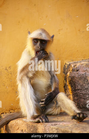 Giovani langur grigio seduta sulle scale in Forte Amber, Jaipur, Rajasthan, India. Langurs grigio sono i più diffusi langurs dell Asia del Sud. Foto Stock