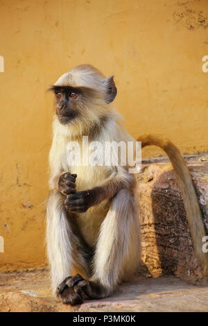 Giovani langur grigio seduta sulle scale in Forte Amber, Jaipur, Rajasthan, India. Langurs grigio sono i più diffusi langurs dell Asia del Sud. Foto Stock