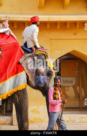 Mahout equitazione elefante decorata all'interno Jaleb Chowk (cortile principale) di Ambra Fort, Rajasthan, India. Corse di elefanti sono popolare attrazione turistica in Foto Stock