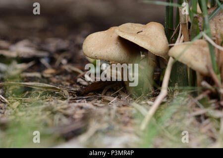Un close up foto di funghi toadstool popping fino all'ombra del sottobosco. Foto Stock