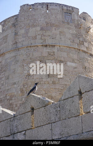 Rhodes, Grecia: cornacchia mantellata (Corvus cornix) su la medievale città murata creato nel XIV secolo, sull'Egeo isola di Rodi. Foto Stock