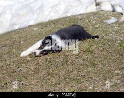 Un Shetland Sheepdog (Sheltie) cucciolo giace su erba che è esposta da neve sfuggente. Foto Stock