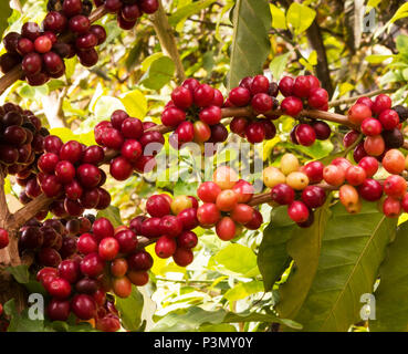 Freschi i chicchi di caffè sulla struttura ad albero Foto Stock