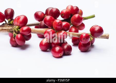 Il caffè fresco berry su sfondo bianco Foto Stock