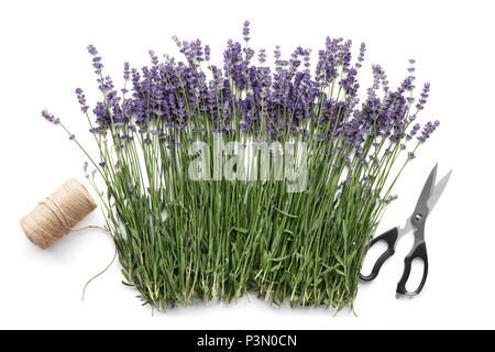 Lavanda fiori isolati su bianco Foto Stock