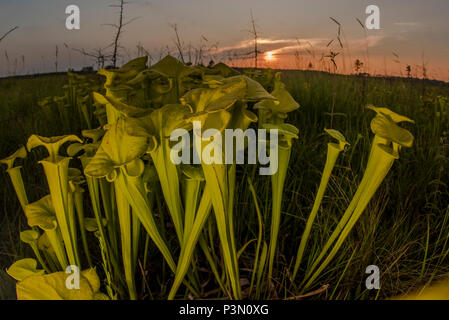 Il Giallo (pitcherplant Sarracenia flava) è un insolito impianto predatorio ha trovato nel sud-est degli Stati Uniti. Essa integra la sua alimentazione mangiando insetti. Foto Stock