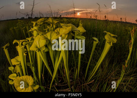 Il Giallo (pitcherplant Sarracenia flava) è un insolito impianto predatorio ha trovato nel sud-est degli Stati Uniti. Essa integra la sua alimentazione mangiando insetti. Foto Stock