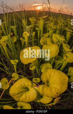 Il Giallo (pitcherplant Sarracenia flava) è un insolito impianto predatorio ha trovato nel sud-est degli Stati Uniti. Essa integra la sua alimentazione mangiando insetti. Foto Stock