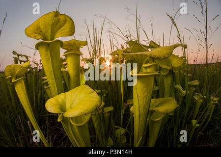 Il Giallo (pitcherplant Sarracenia flava) è un insolito impianto predatorio ha trovato nel sud-est degli Stati Uniti. Essa integra la sua alimentazione mangiando insetti. Foto Stock