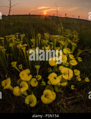 Il Giallo (pitcherplant Sarracenia flava) è un insolito impianto predatorio ha trovato nel sud-est degli Stati Uniti. Essa integra la sua alimentazione mangiando insetti. Foto Stock