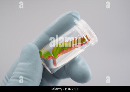 Impianto esemplare in mani guantate su sfondo neutro Foto Stock