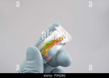 Impianto esemplare in mani guantate su sfondo neutro Foto Stock