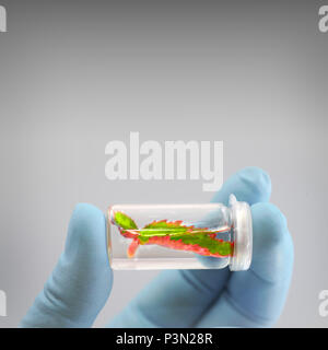 Impianto esemplare in mani guantate su sfondo neutro, spazio di testo Foto Stock