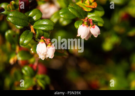 Ripresa macro di fiori di mirtillo palustre in fiore. Foto Stock