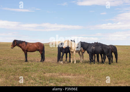 Cavalli selvaggi nel deserto dello Utah Foto Stock