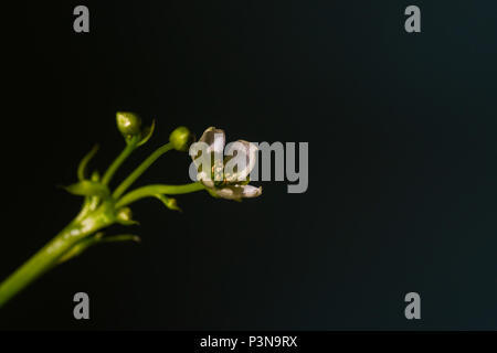 Il fiore di Venus Flytrap Foto Stock