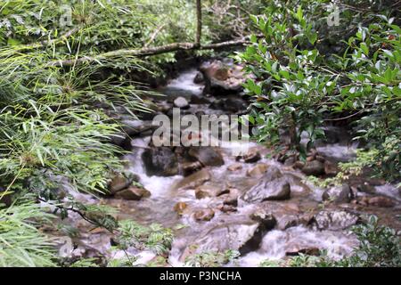 Un fiume che scorre attraverso la foresta pluviale del Costa Rica Foto Stock