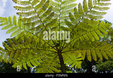 Cyathea cooperi, noto anche come la struttura australiano di felce, o Cooper's tree fern, è un albero nativo fern , mostrata dal di sotto con il cielo dietro Foto Stock