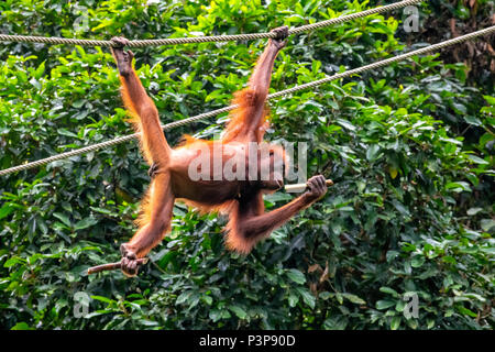 Wild femmina adulta orango pendente da un uomo fatto la corda al Sepilok orango il Centro di riabilitazione di Sepilok e Sandakan, Borneo Malaysia Foto Stock