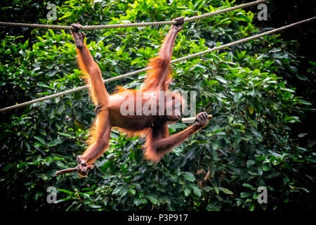 Wild femmina adulta orango pendente da un uomo fatto la corda al Sepilok orango il Centro di riabilitazione di Sepilok e Sandakan, Borneo Malaysia Foto Stock