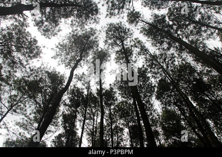 Artistica di alberi di pino a Hutan Pinus Pengger, Yogyakarta, Indonesia Foto Stock