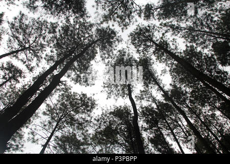 Artistica di alberi di pino a Hutan Pinus Pengger, Yogyakarta, Indonesia Foto Stock