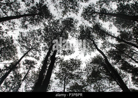 Artistica di alberi di pino a Hutan Pinus Pengger, Yogyakarta, Indonesia Foto Stock