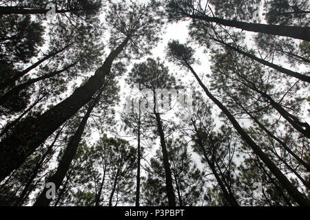 Artistica di alberi di pino a Hutan Pinus Pengger, Yogyakarta, Indonesia Foto Stock