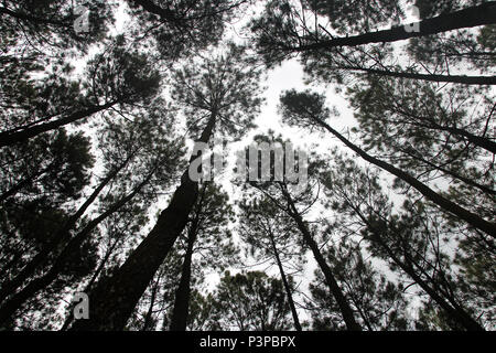 Artistica di alberi di pino a Hutan Pinus Pengger, Yogyakarta, Indonesia Foto Stock