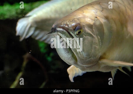 Argento pesce arawana ritratto subacqueo close up Foto Stock