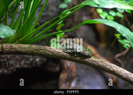 Struttura lattiginosa amazon ritratto di rana vicino fino Foto Stock