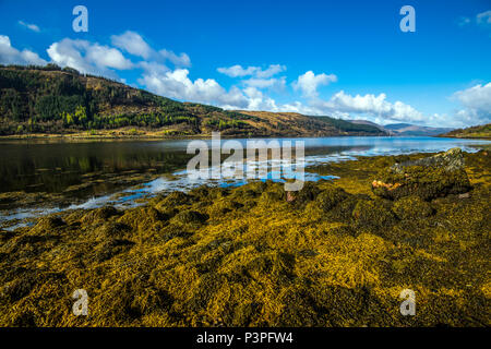 Vista verso est della bella Loch Sunart e la sua coperta di alghe marine litorale nelle Highlands della Scozia Foto Stock