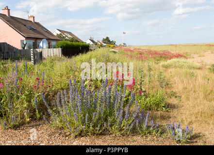 Valeriana Valeriana officinalis e Viper dell bugloss, echium vulgare, fioritura a Shingle Street, Hollesley, Suffolk, Inghilterra, Regno Unito Foto Stock