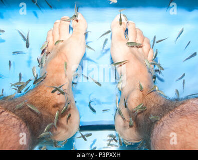 Pesce spa piedi pedicure trattamento di cura della pelle con il pesce Garra Rufa, chiamato anche doctor fish, Nibble di pesce e pesce Kangal. Foto Stock