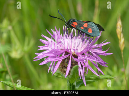 Five-Spot Burnett - Zygaena trifolii decreta il maggiore Fiordaliso - Centaurea scabiosa Foto Stock