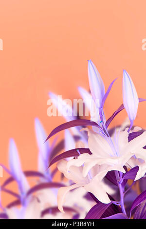 Surrealismo bouquet naturale di gigli su sfondo arancione. Copia spazio per il testo Foto Stock