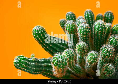 Cactus luminosi su sfondo colorato, il fuoco selettivo. Il design creativo. Minimal art gallery. Freschi colori pastello trend. Foto Stock