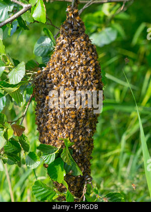 Honey Bee Apis mellifera sciame appeso nella struttura ad albero di ontani. Norfolk Broads Foto Stock