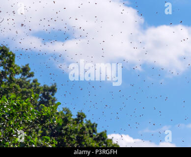 Honey Bee Apis mellifera sciame nell'aria Norfolk Broads Foto Stock