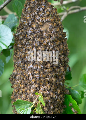 Honey Bee Apis mellifera sciame appeso nella struttura ad albero di ontani. Norfolk Broads Foto Stock