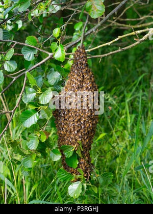 Honey Bee Apis mellifera sciame appeso nella struttura ad albero di ontani. Norfolk Broads Foto Stock