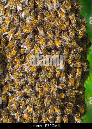 Honey Bee Apis mellifera sciame appeso nella struttura ad albero di ontani. Norfolk Broads Foto Stock