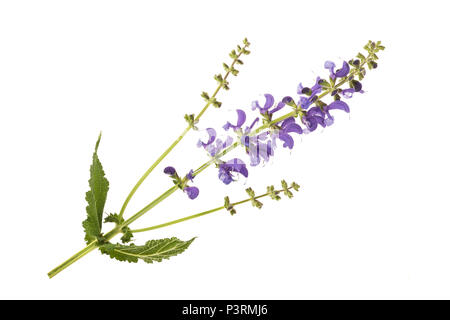 Prato salvia (Salvia pratensis) isolato su bianco Foto Stock